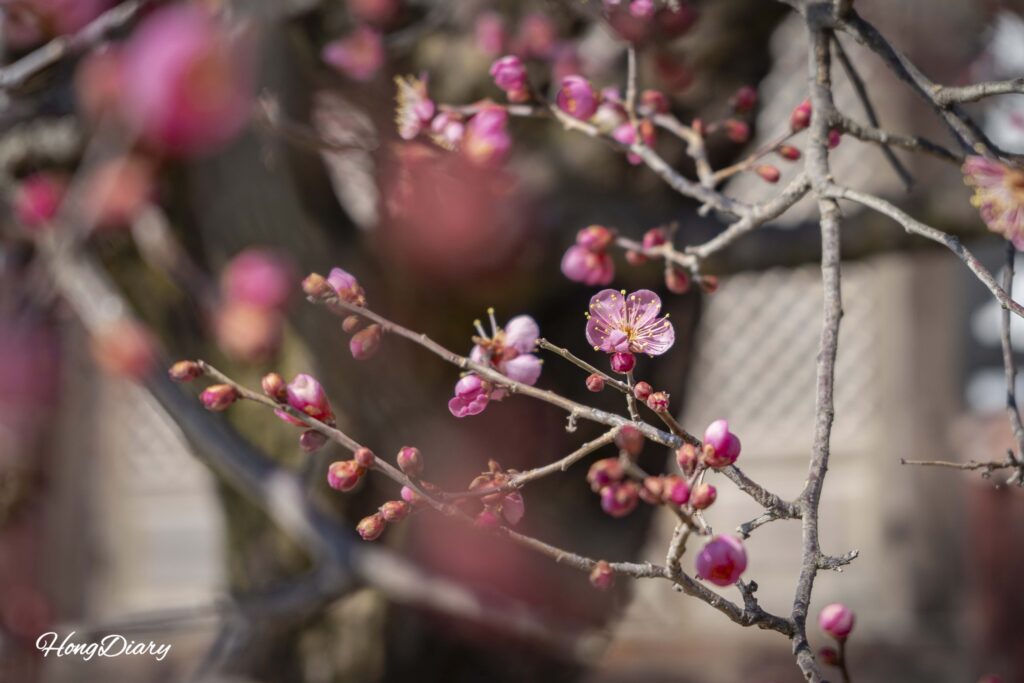 Red plum blossoms (hongmaehwa) blooming at Tongdosa Temple in early spring