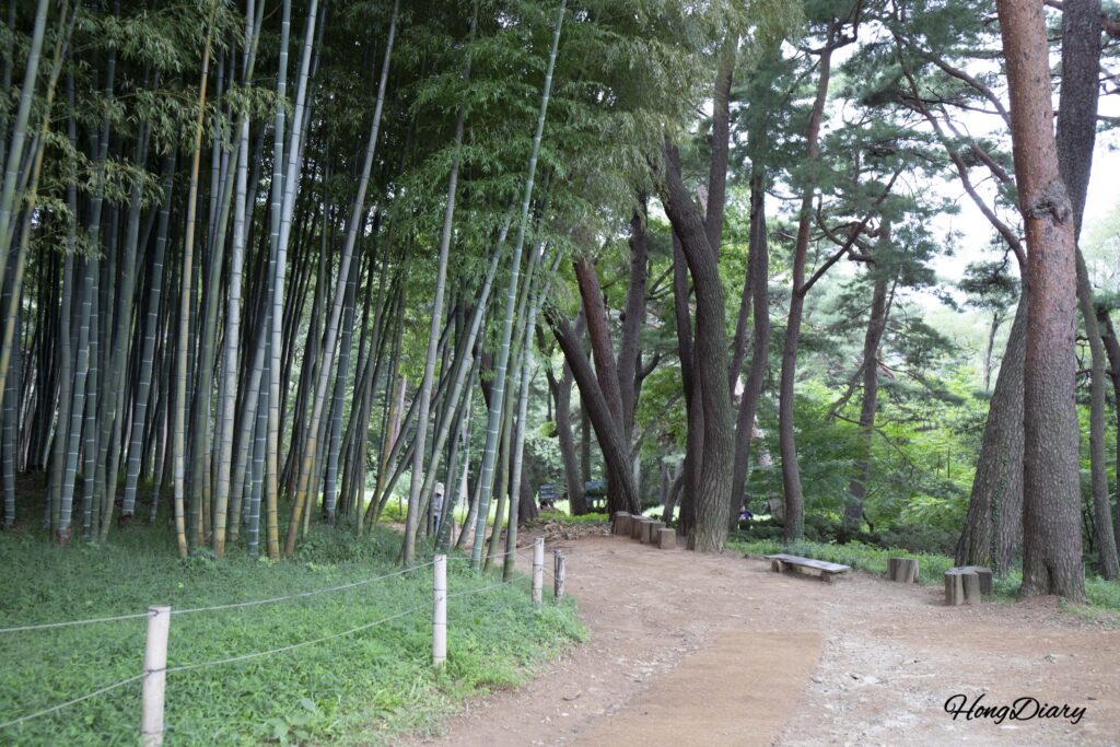 Walking trail lined with old-growth Geumgang pines and bamboo at Ahopsan Forest