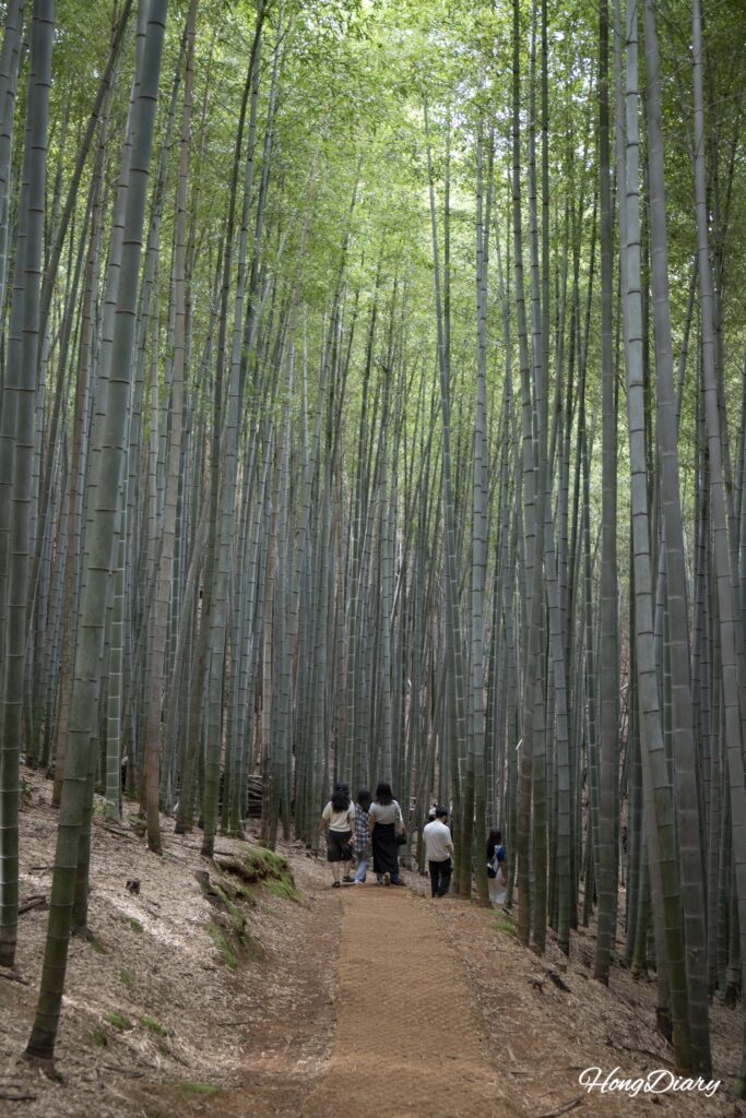 Vista entre tallos de bambú en el Bosque Ahopsan, Gijang, Busan