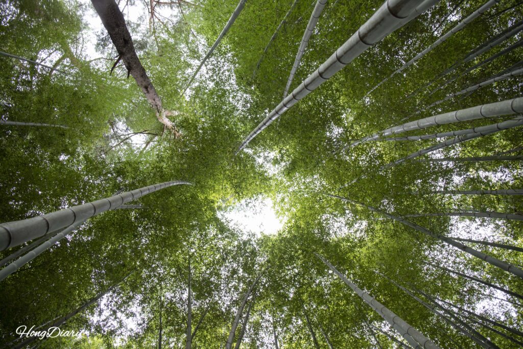 Vista hacia el cielo desde el interior del bambusal del Bosque Ahopsan, Busan