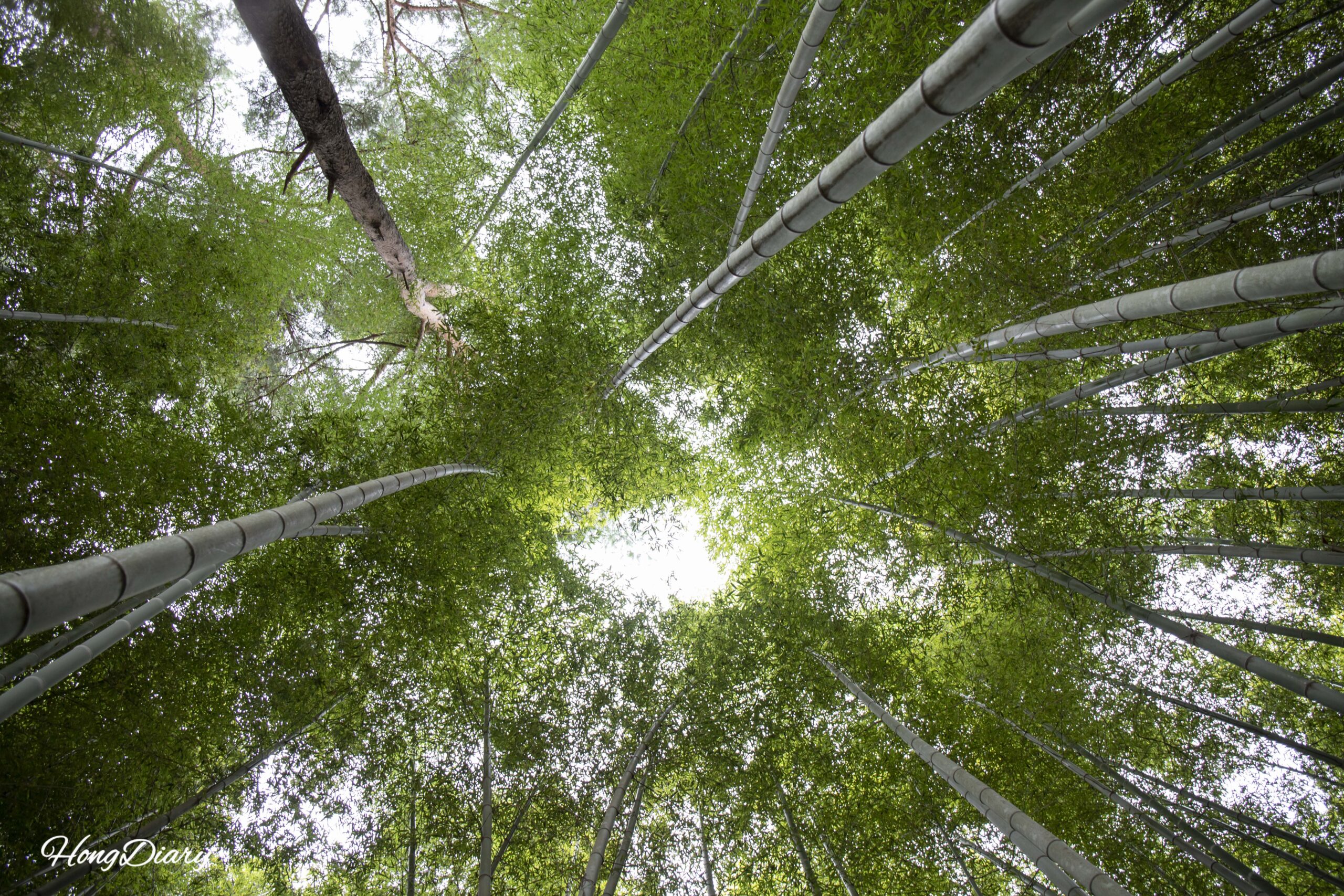 Vista hacia el cielo desde el interior del bambusal del Bosque Ahopsan, Busan