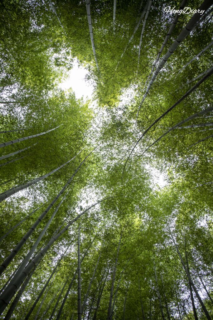 アホプサンの森の竹林から見上げた空とわずかに覗く青空