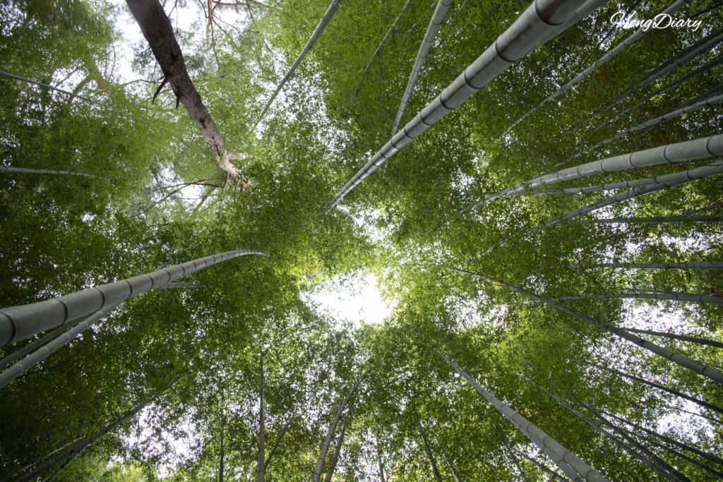 Looking up through towering bamboo stalks at a sliver of sky in Ahopsan Forest, Busan