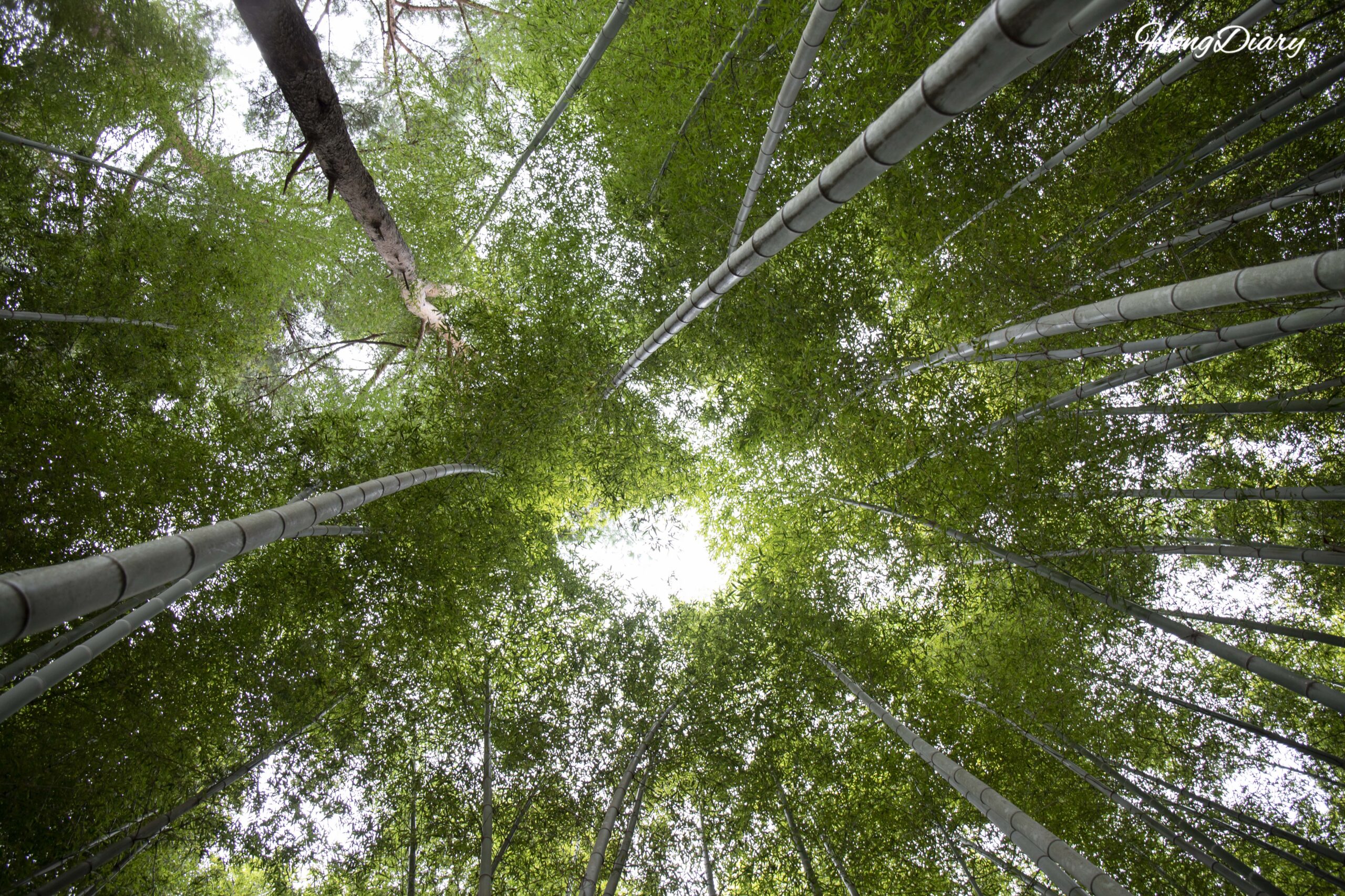 I Walked Through a 400-Year-Old Bamboo Forest in Busan — Here’s What Surprised Me