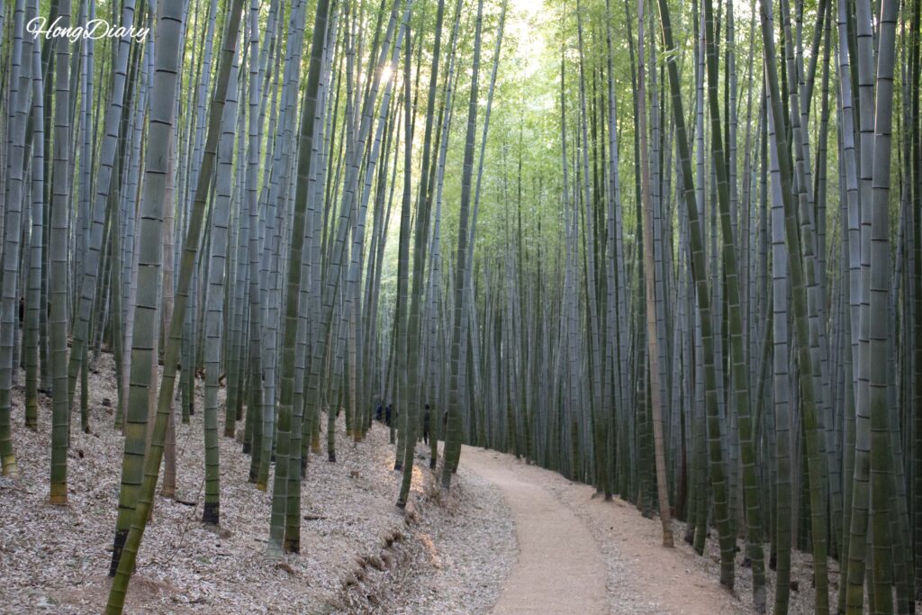 Bambusal de Maengjong en el Bosque Ahopsan, Gijang-gun, Busan