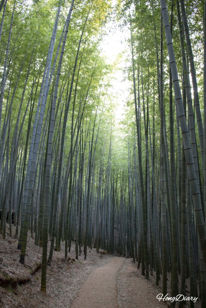 Sendero flanqueado por bambú denso en el Bosque Ahopsan, Busan