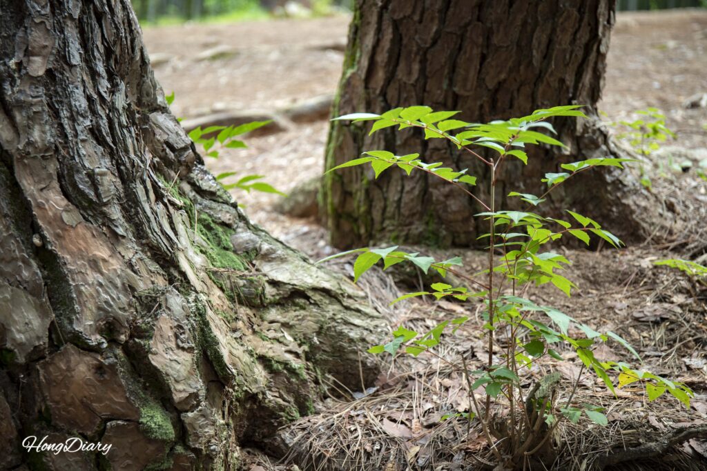 Geumgang pine trees with small plants growing at their base in Ahopsan Forest, Busan