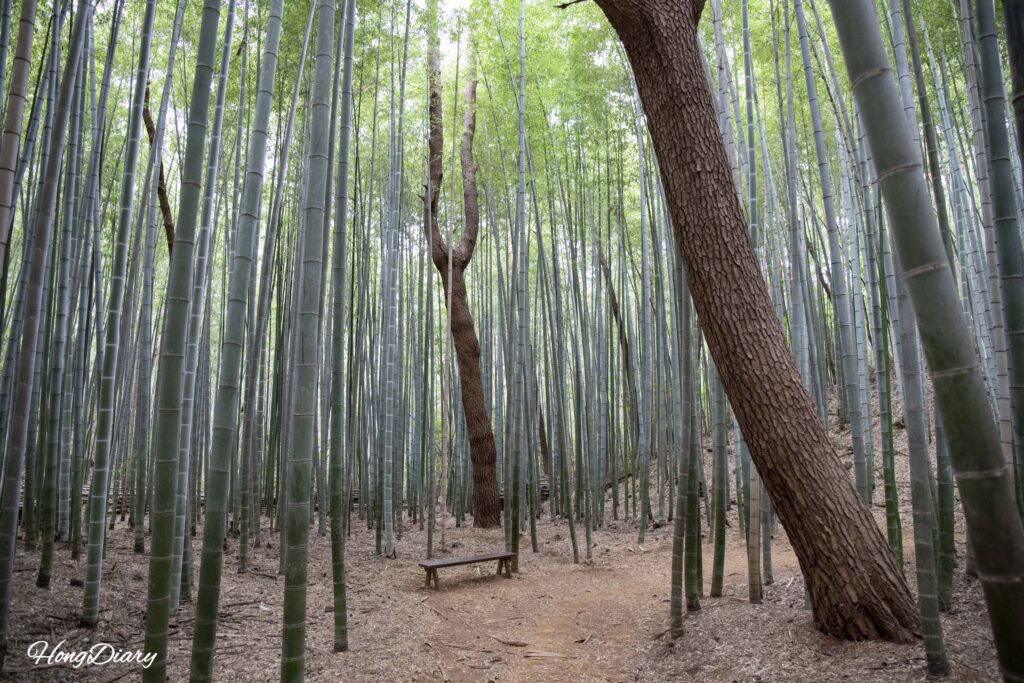 Geumgang pine forest transitioning into bamboo groves at Ahopsan Forest, Gijang