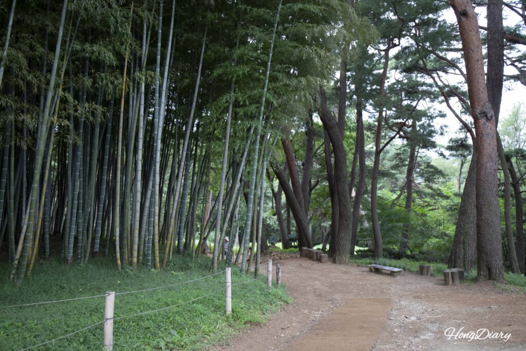 Pinos Geumgang y bambusal vistos desde el sendero del Bosque Ahopsan, Busan