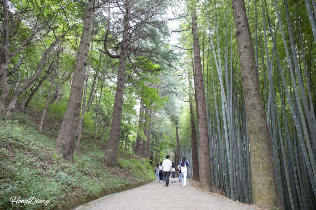 金剛松の奥に広がる竹林の風景（アホプサンの森、釜山）