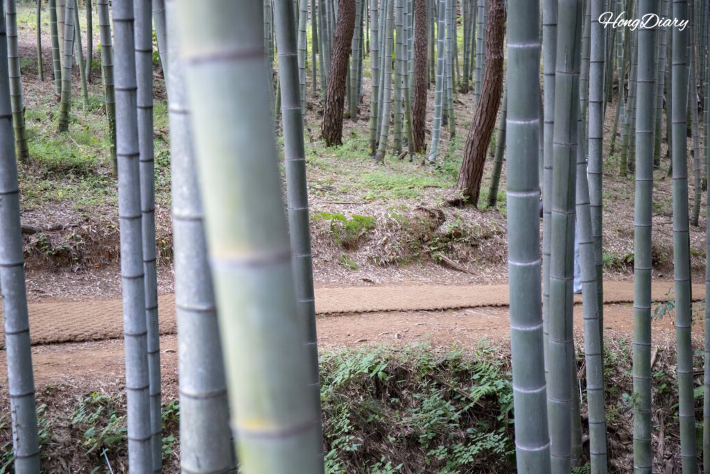 Visitantes caminando entre bambú denso en el Bosque Ahopsan, Busan