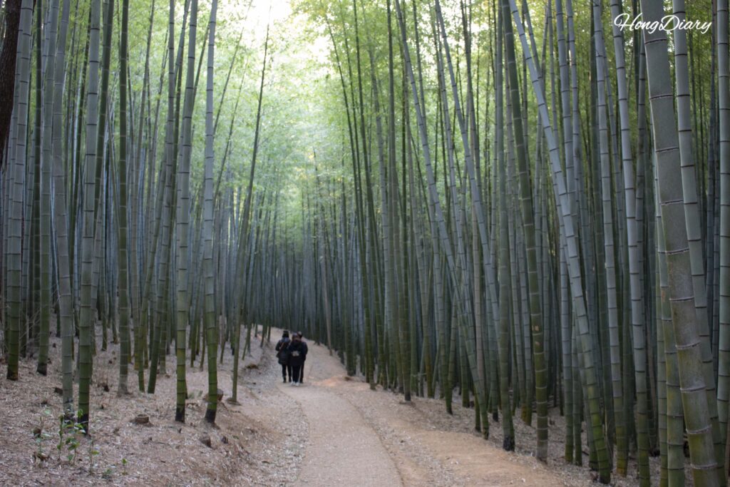 アホプサンの森の竹林を歩く観光客と左右に密生する竹