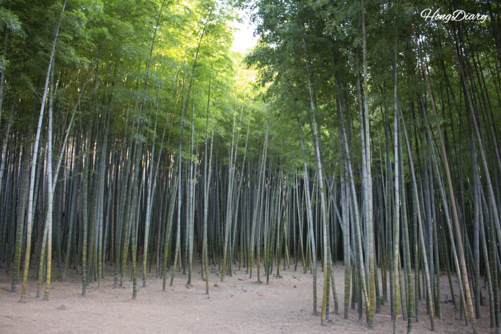 Wide view of dense bamboo grove stretching across the trail at Ahopsan Forest, Busan