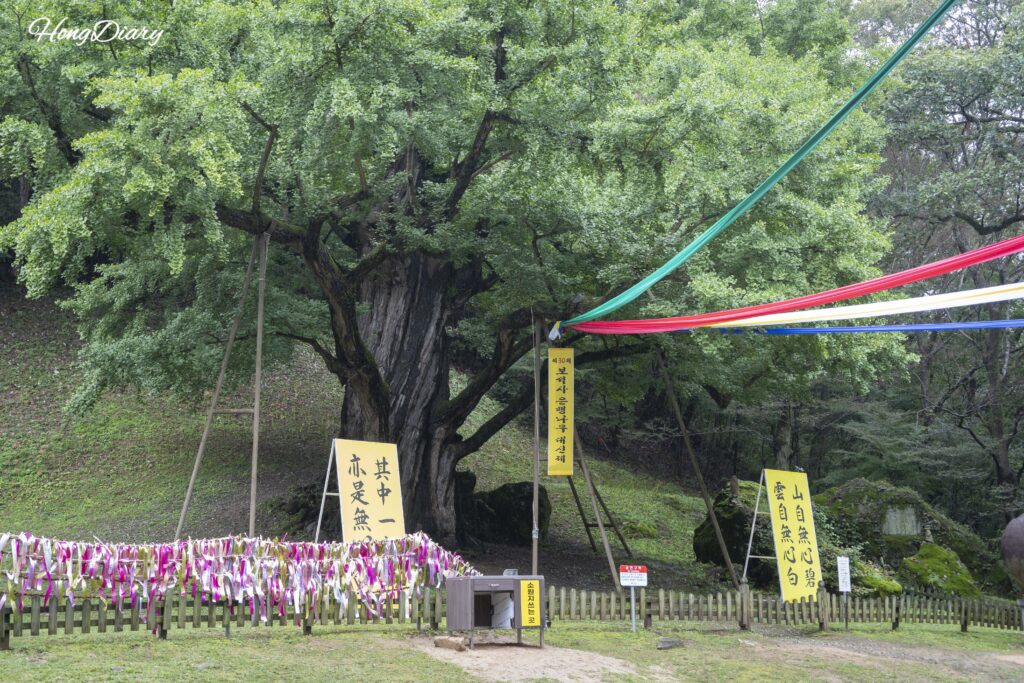 1,000-year-old ginkgo tree at Boseoksa Temple, Geumsan Protected Tree No. 9