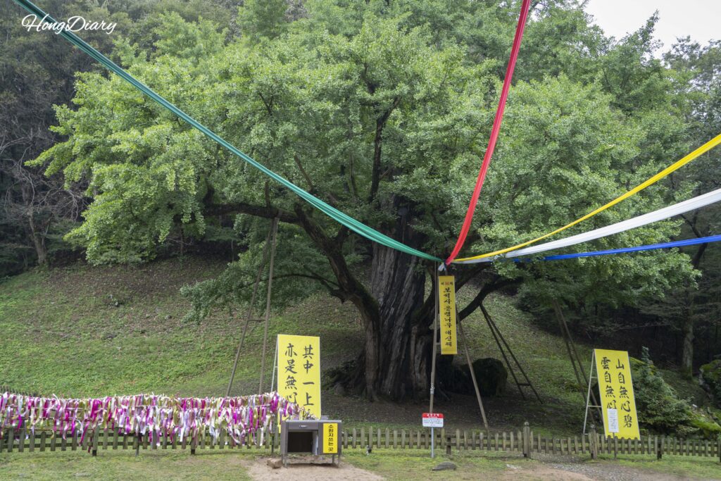 Ginkgo de más de mil años en el templo Boseoksa, Árbol Protegido N.º 9 de Geumsan