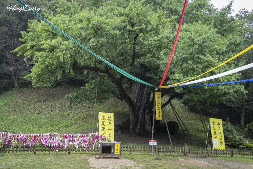 宝石寺の樹齢1000年以上の銀杏、錦山郡保護樹第9号