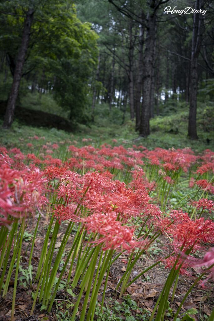 Close-up of red spider lily flowers at Boseoksa Temple, Geumsan