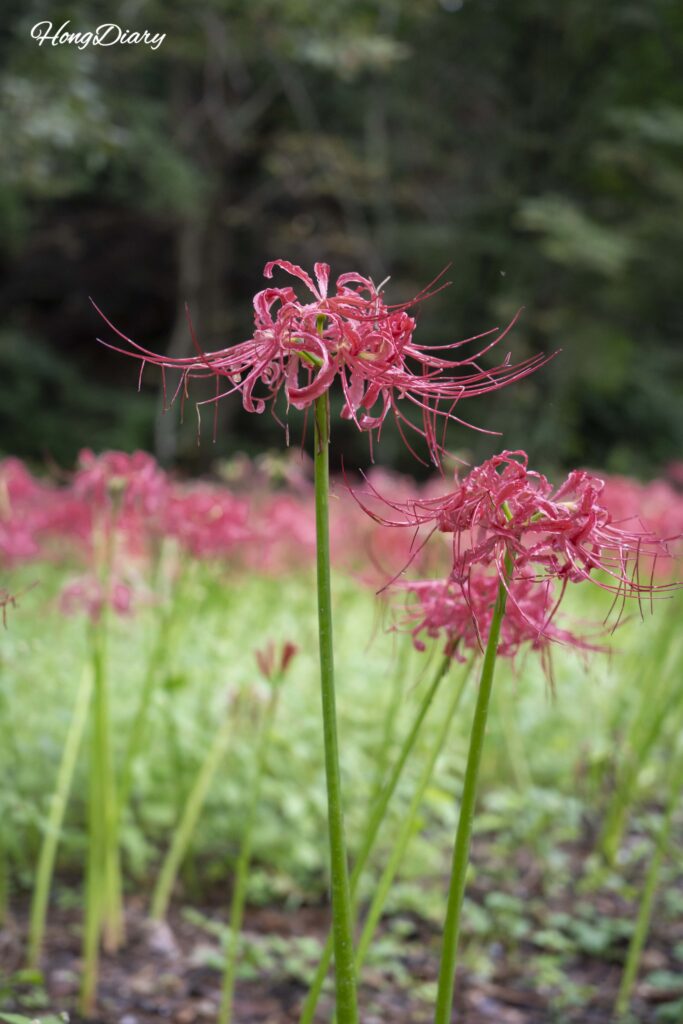 Primer plano de flores de araña roja en el templo Boseoksa, Geumsan