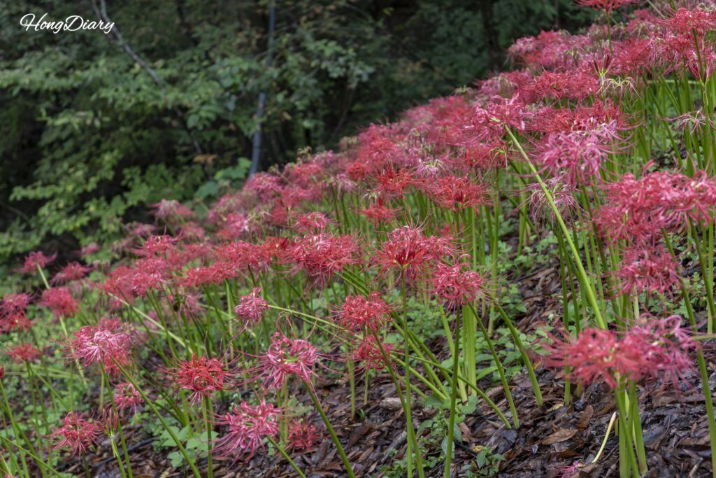 Another view of red spider lilies blooming near Boseoksa Temple