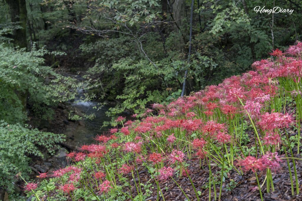 Otra vista de las flores de araña roja floreciendo cerca de Boseoksa