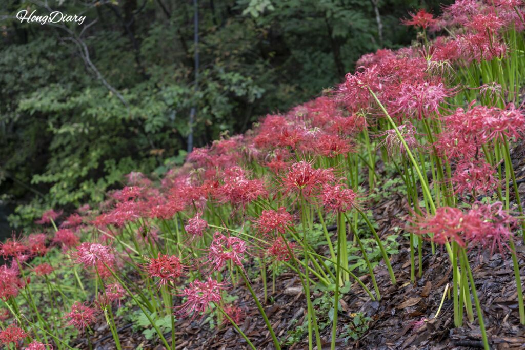 宝石寺境内の彼岸花、葉のない状態で花だけが咲いている