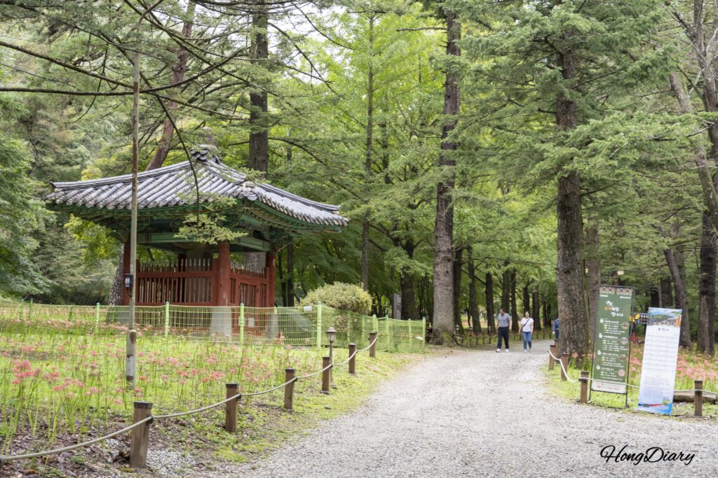 宝石寺の参道に並ぶ杉並木と散策路