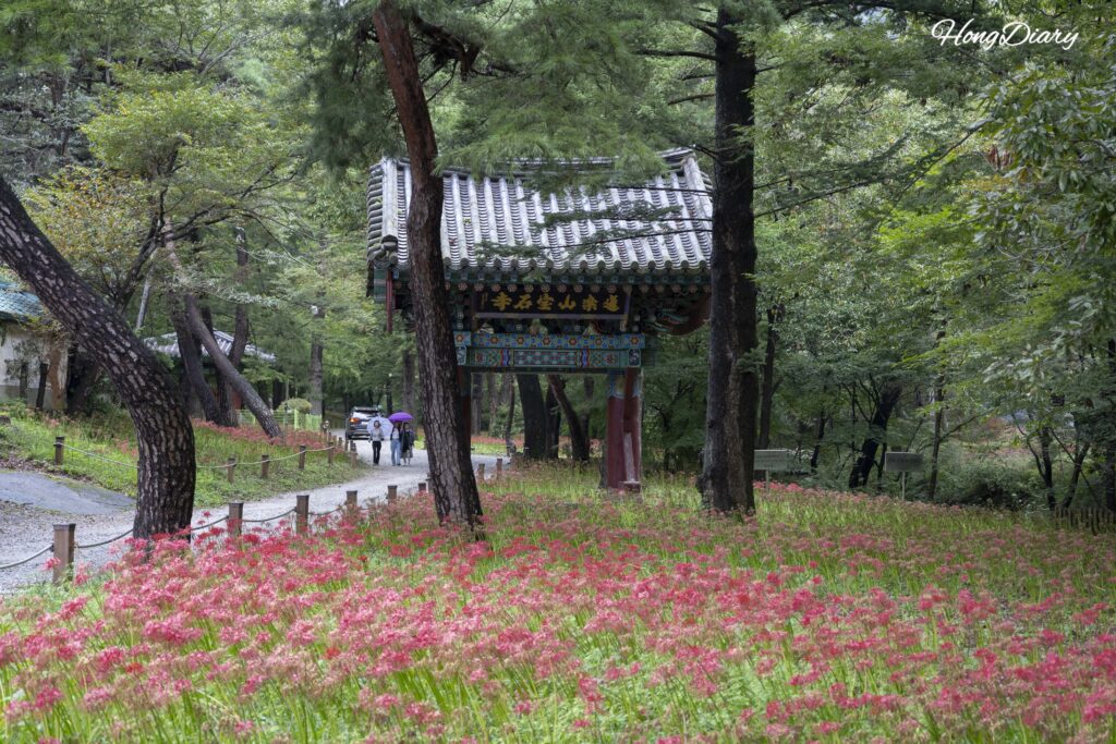 Red spider lilies in full bloom at the entrance of Boseoksa Temple in Geumsan