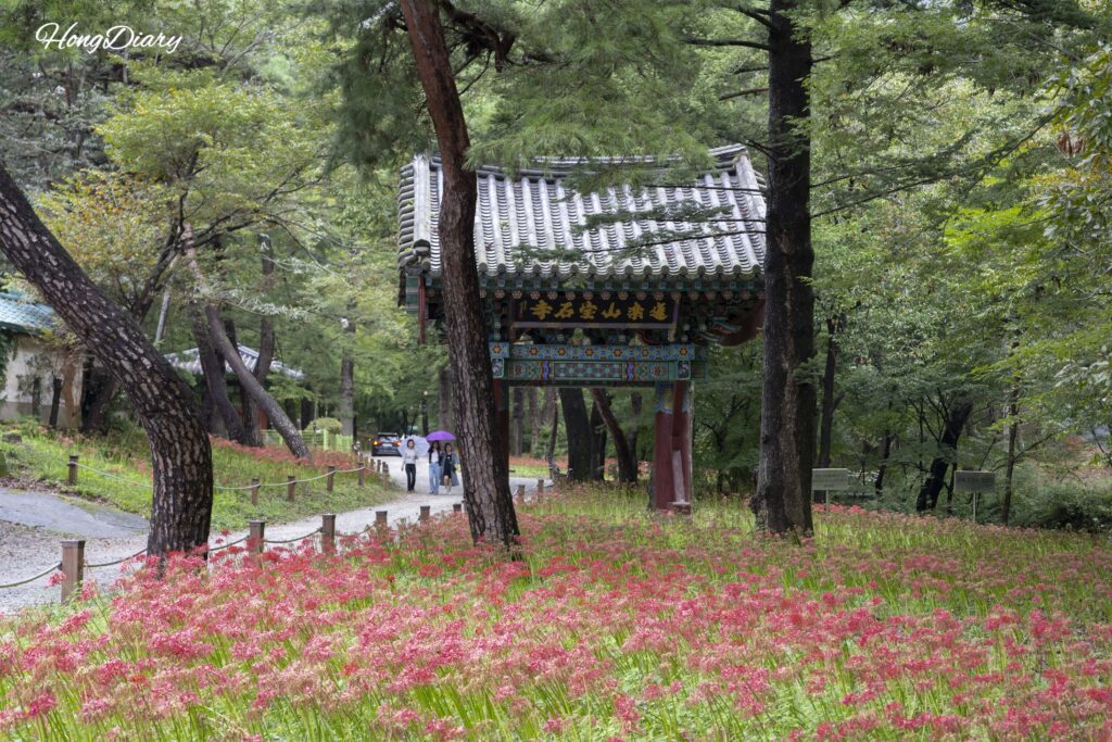 Flores de araña roja en plena floración en la entrada del templo Boseoksa en Geumsan