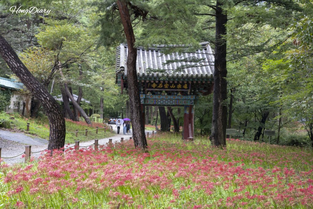 宝石寺の入口で満開に咲く彼岸花の群生