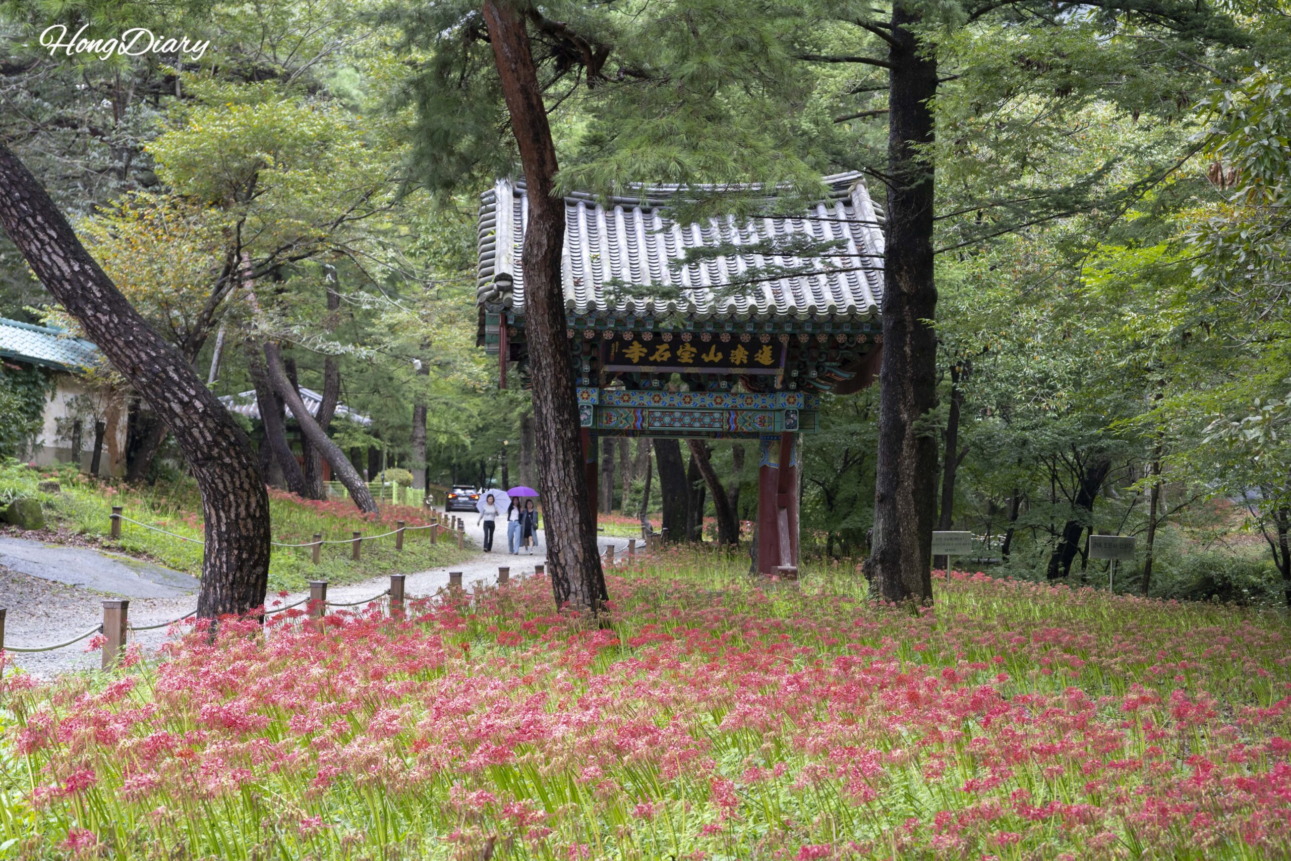 宝石寺の入口で満開に咲く彼岸花の群生