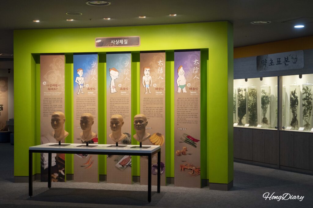 Traditional Korean medicine body constitution display at the Daegu Yangnyeongsi Museum