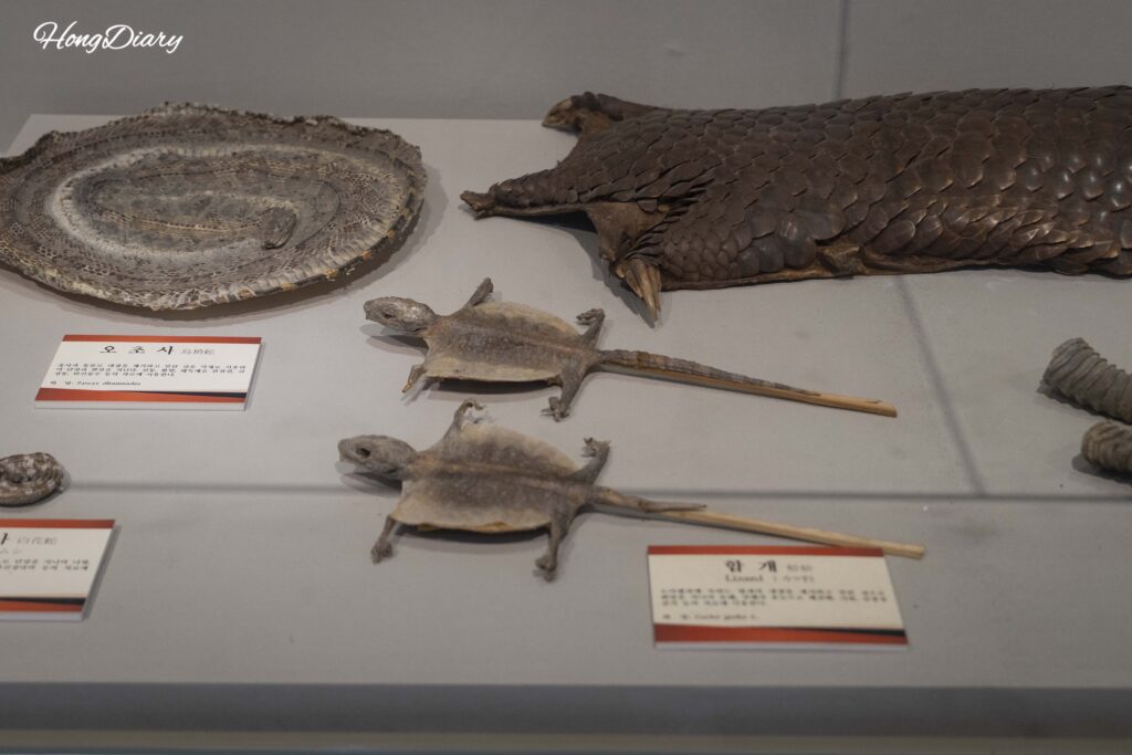 大邱薬令市韓医薬博物館の希少薬材展示