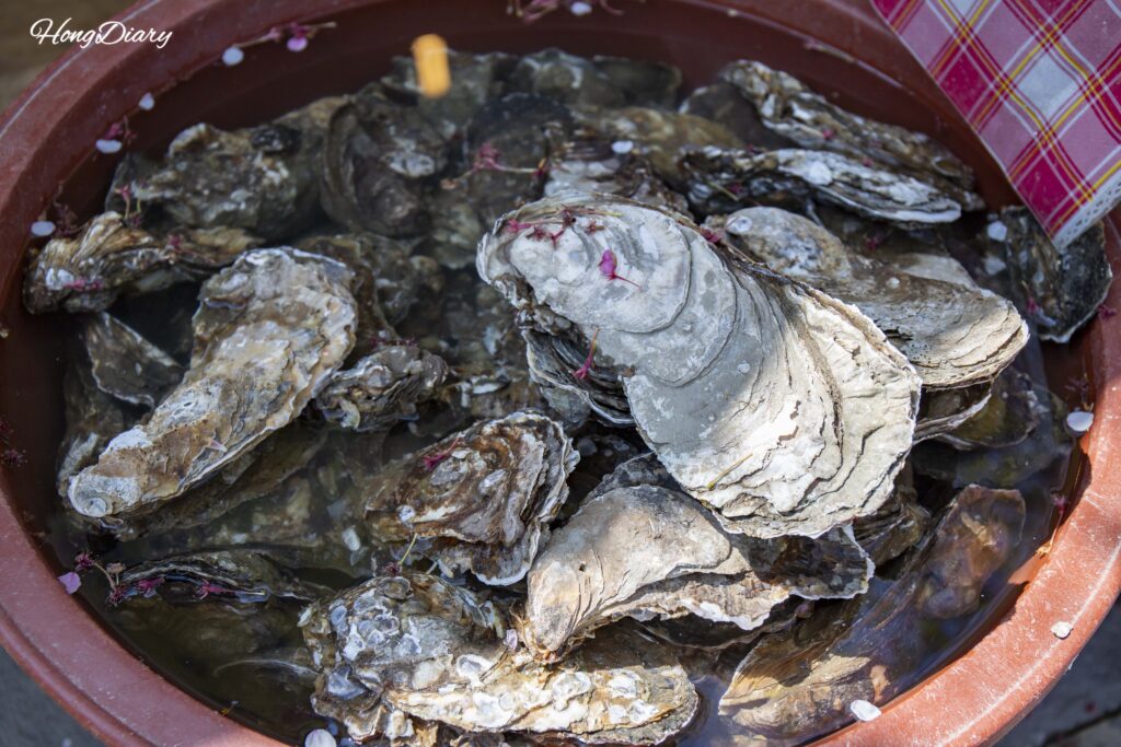 Fresh cherry oysters (beotgul) from the Seomjin River for sale at Hwagae Market