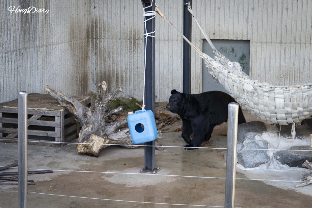Bear in the bear enclosure at Jinyangho Zoo in Jinju