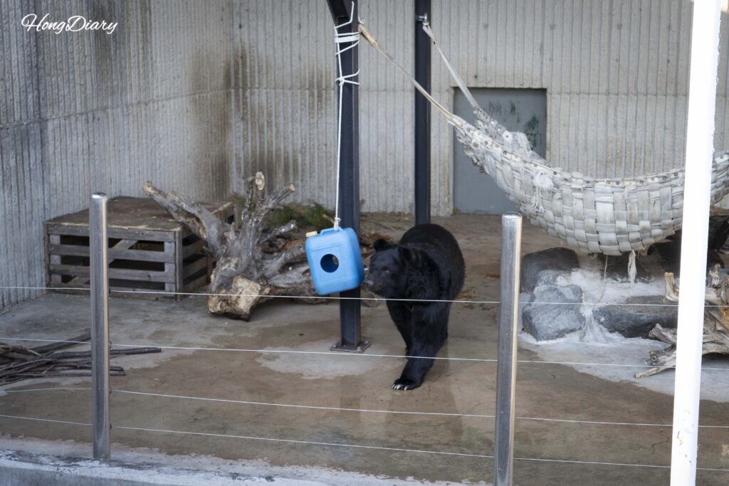 Oso en el recinto del Zoológico de Jinyangho en Jinju
