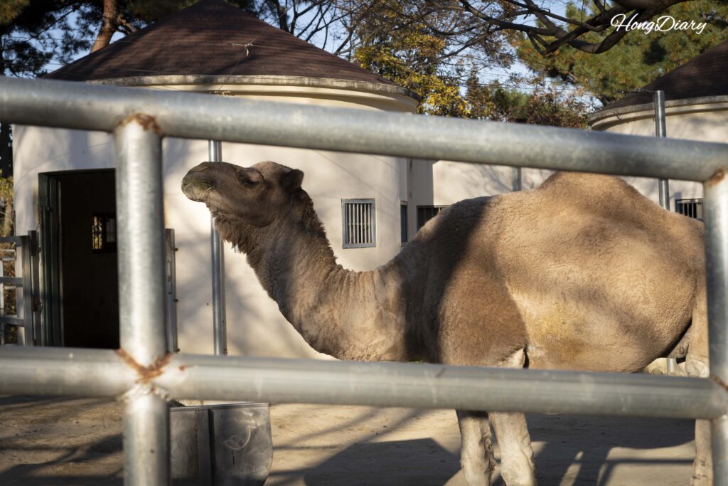 Camel at Jinyangho Zoo in Jinju