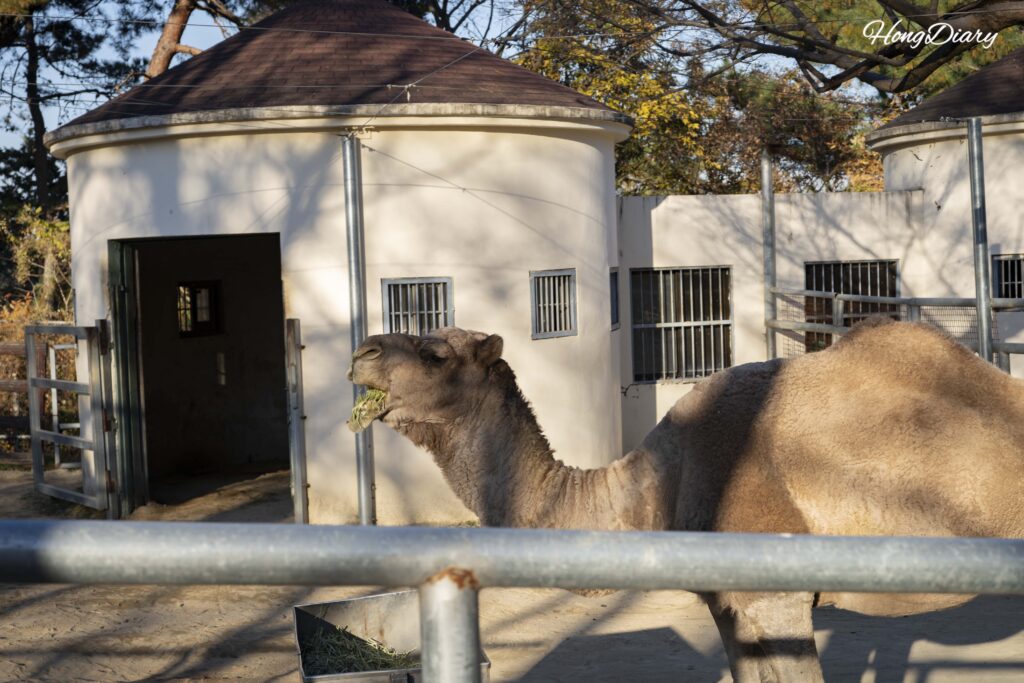 Camello en el Zoológico de Jinyangho en Jinju
