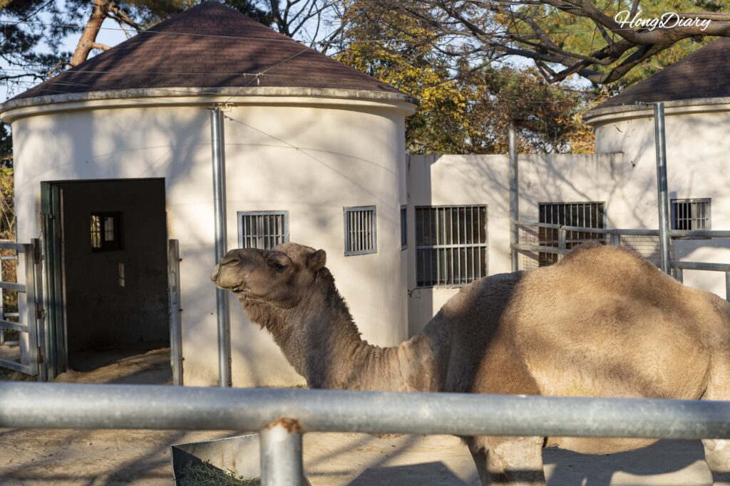 晋州・晋陽湖動物園のラクダ