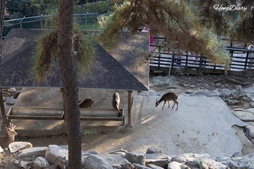 Deer eating hay at Jinyangho Zoo in Jinju