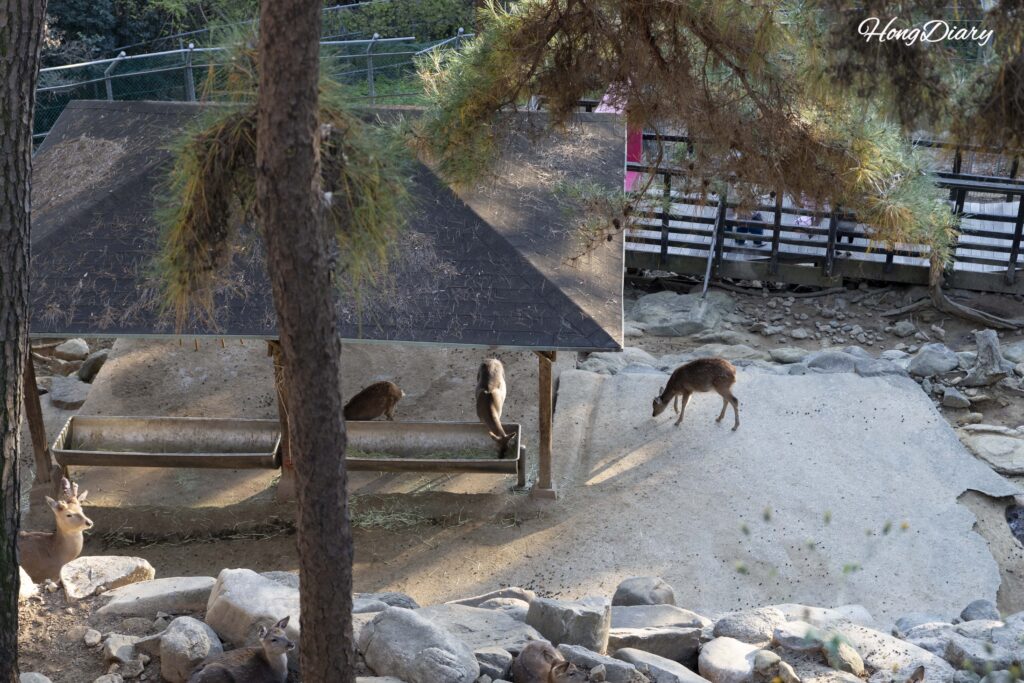 Ciervos comiendo heno en el Zoológico de Jinyangho en Jinju