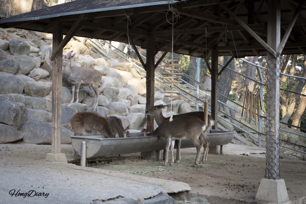 晋州・晋陽湖動物園で干し草を食べるシカ