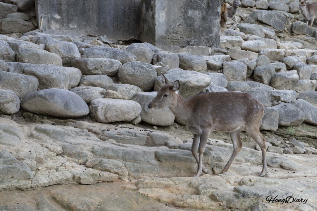 Deer in the deer enclosure at Jinyangho Zoo in Jinju