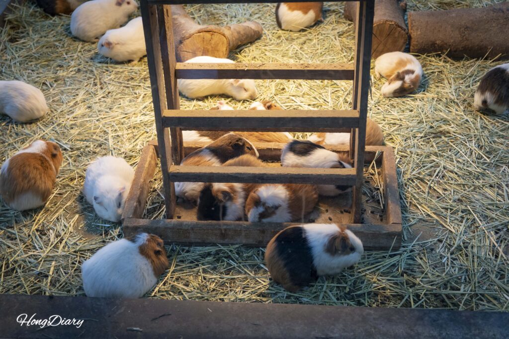 Cobayo en la sección de animales pequeños del Zoológico de Jinyangho en Jinju