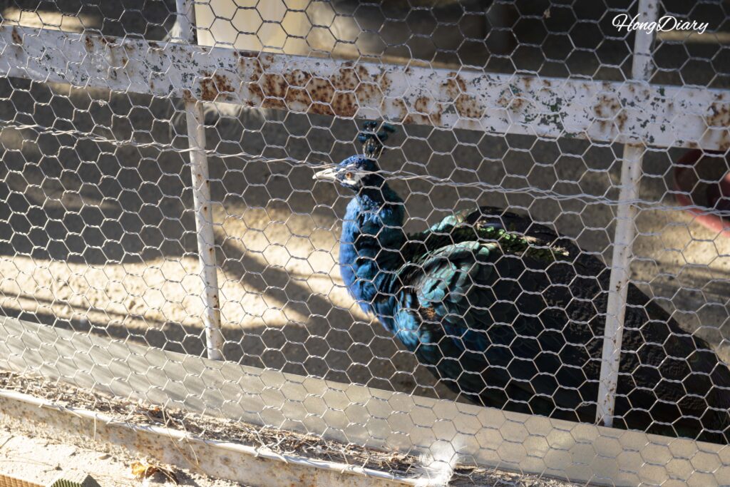 晋州・晋陽湖動物園の鳥類コーナーにいるクジャク