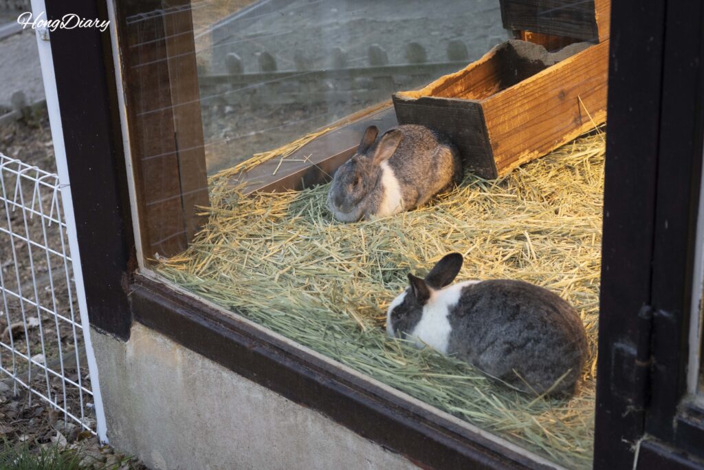Rabbit in the small animal section of Jinyangho Zoo in Jinju