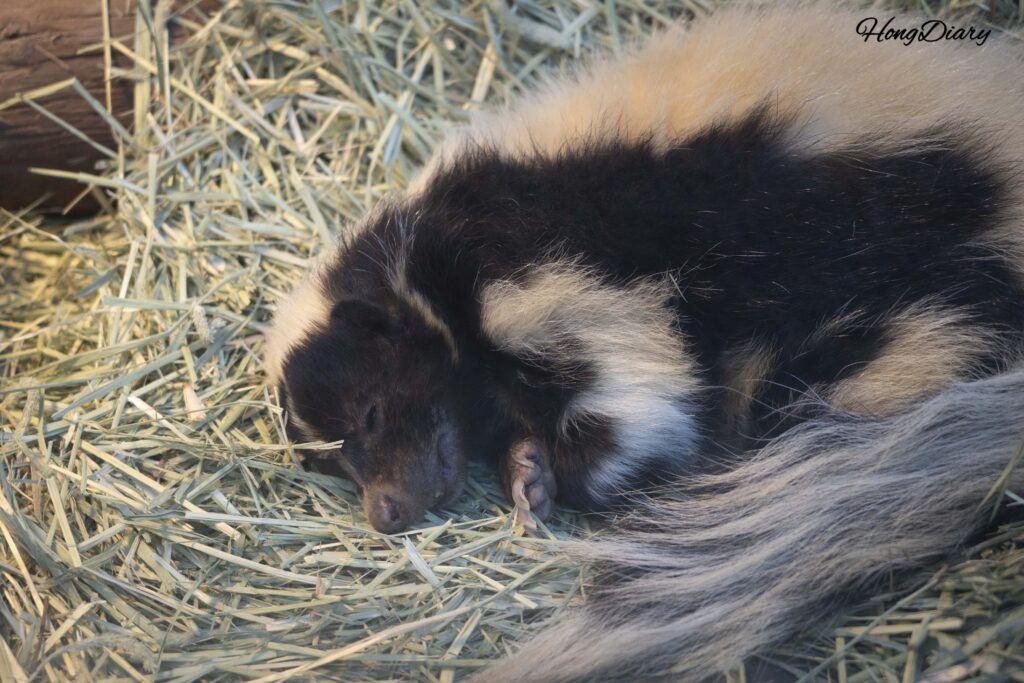 Skunk in the small animal section of Jinyangho Zoo in Jinju