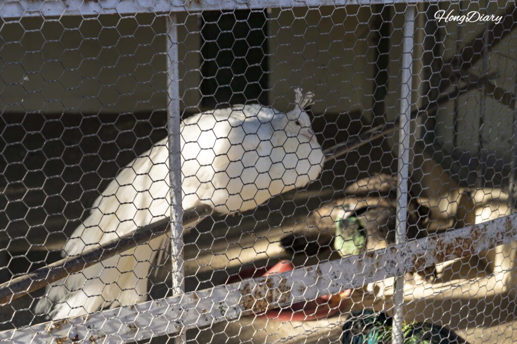 Pavo real blanco en la sección de aves del Zoológico de Jinyangho en Jinju