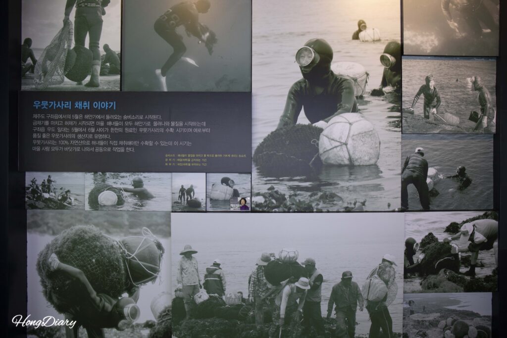 Display about Jeju Island coastal seaweed harvesting traditions at the Miryang Agar Museum