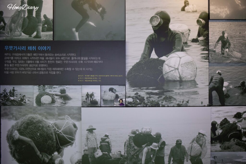 密陽寒天博物館に展示された済州島でのウムガサリ採取に関する展示