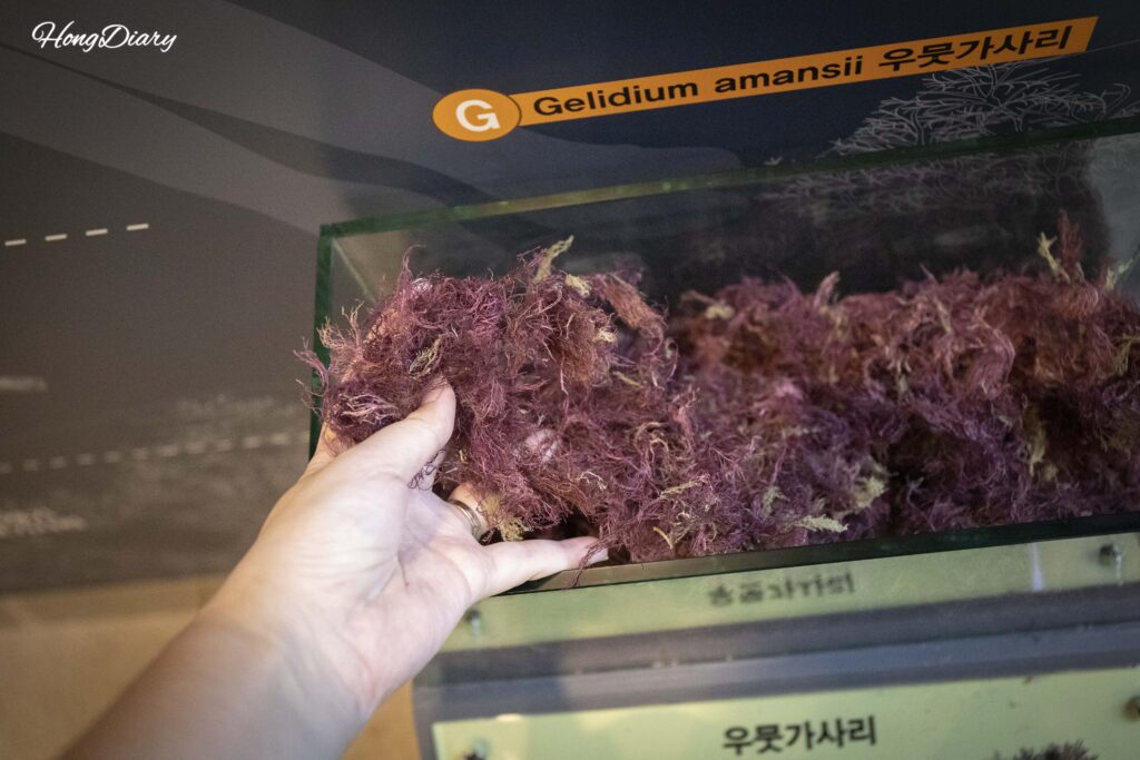 Dried umugasari red seaweed, the raw material for agar, on display at the Miryang Agar Museum